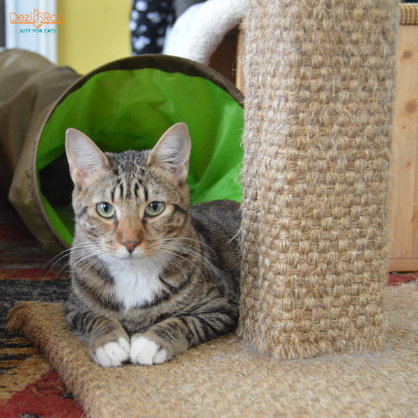 tabby cat at foot of a sisal scratching post looking at camera