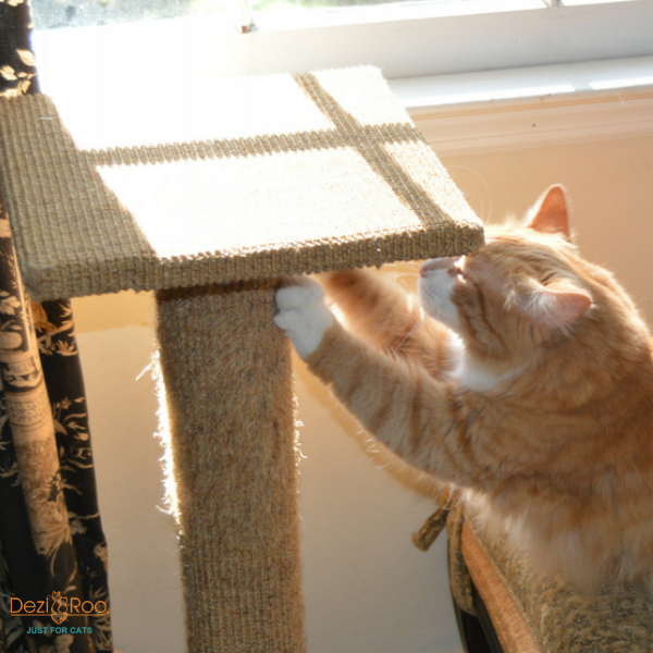 orange tabby cat stretching its paws on a sisal scratch post