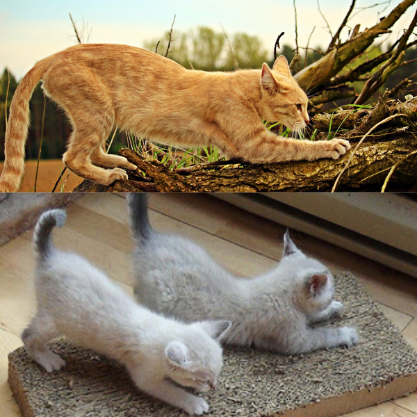 orange cat scratching on a tree limb and two buff colored kittens scratching on a horizontal cardboard scratch post