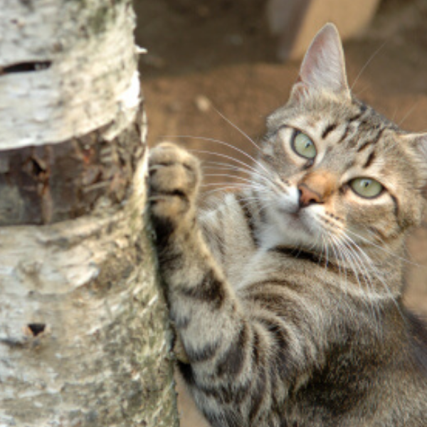 tabby cat reaching up and scratching a tree trunk