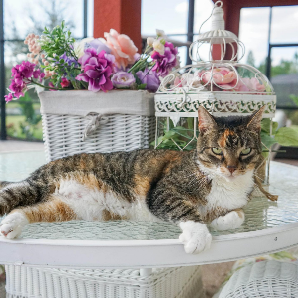 calico cat sitting on top of a table with a planter of roses behind the cat