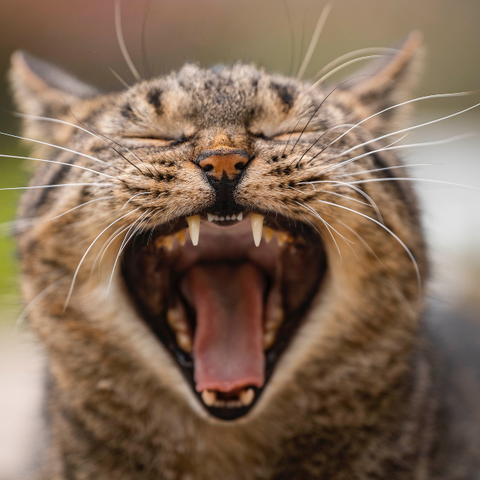 tabby cat with mouth wide open