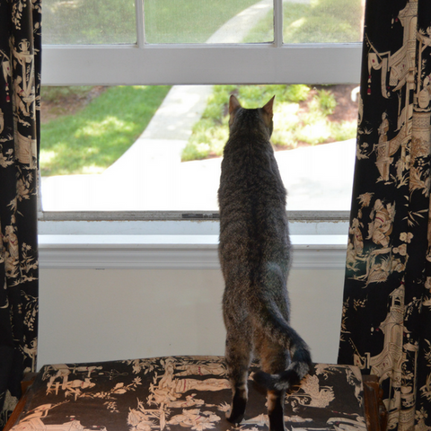 tabby cat looking out window