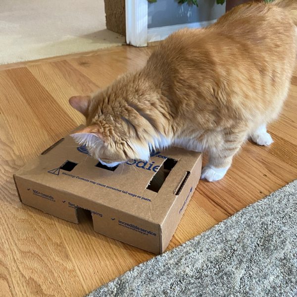 orange tabby cat inspecting a puzzle toy fashioned from cutting holes in a box top