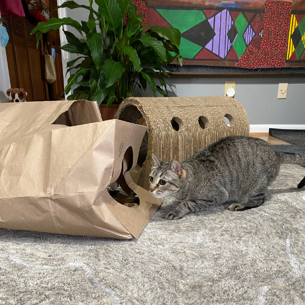 tabby cat about to jump into a Hide and Sneak paper cat tunnel