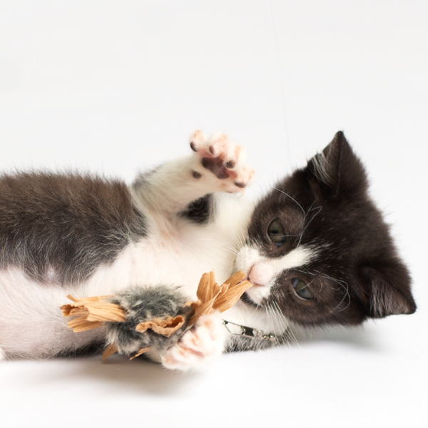 black and white kitten laying on its side with front paws extended to catch a buzzer cat toy wand attachment