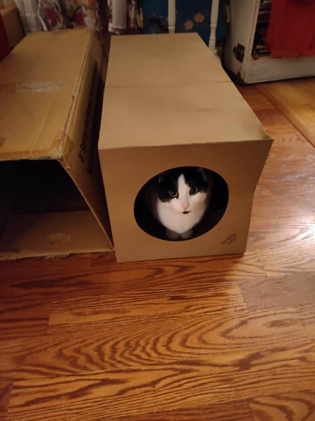 black and white cat sitting in a Hide and Sneak cat tunnel