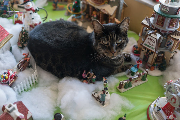 tabby cat sitting in the middle of a xmas display