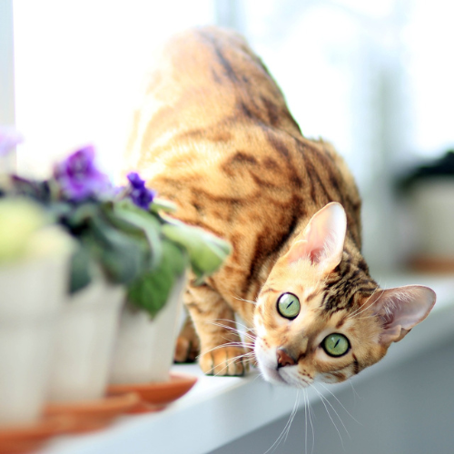 bengal cat on window ledge looking at the camera