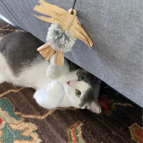 gray and white cat on it's back reaching up to grab a buzzer cat toy by Dezi & Roo