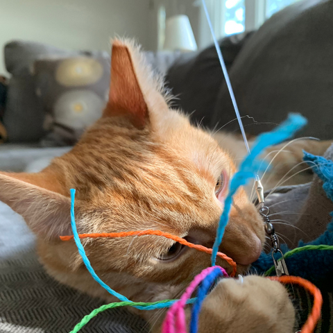 orange tabby cat playing with a squid cat toy by Dezi & Roo