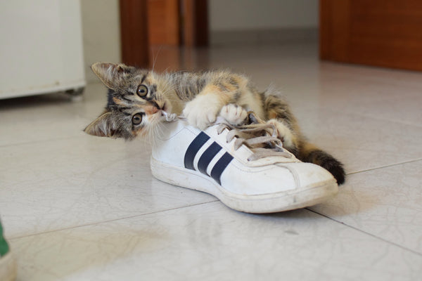 kitten chewing on a sneaker