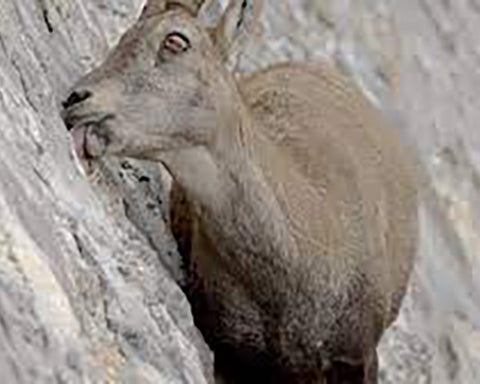 an ibex licks salt off the wall of a dam