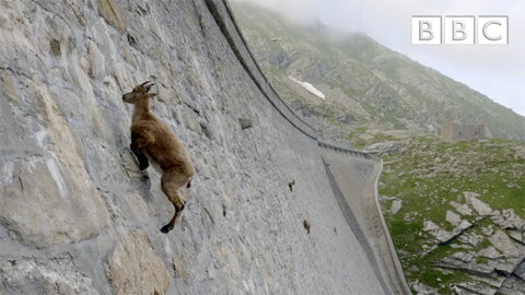 a wild goat scales a dam to get salt