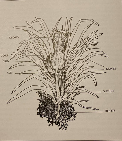 the parts of a pineapple plant