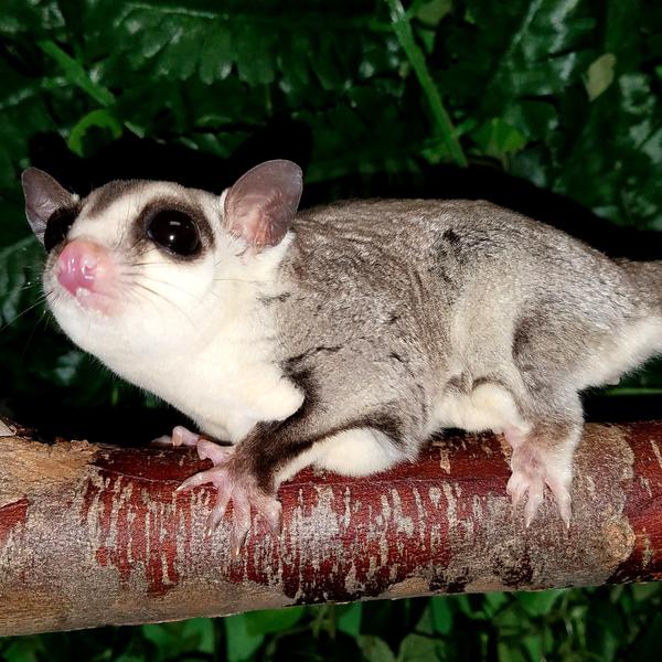 sugar glider white