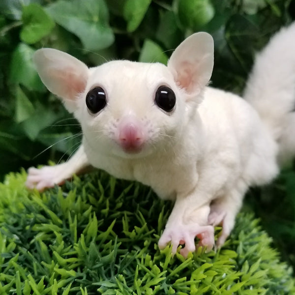 Leucistic Sugar Gliders - Sugar Glider 