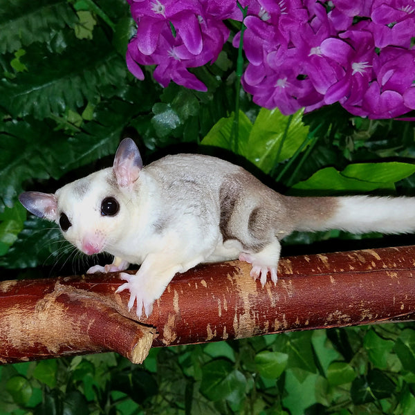 sugar glider buy online