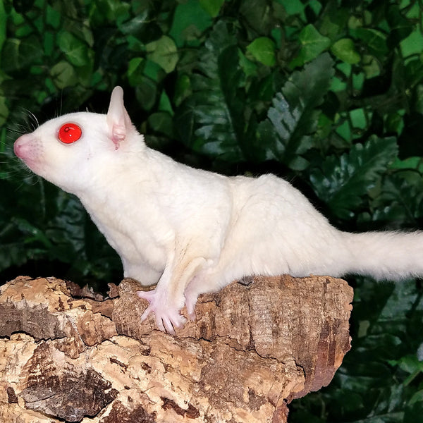 ruby leucistic sugar glider