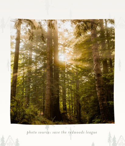 A Print With A Purpose: The Woods Print