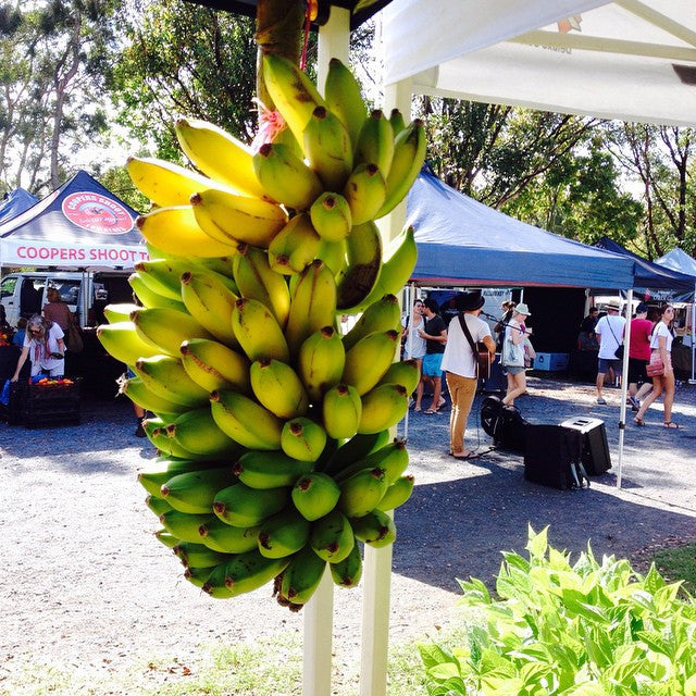 Bananas at the market