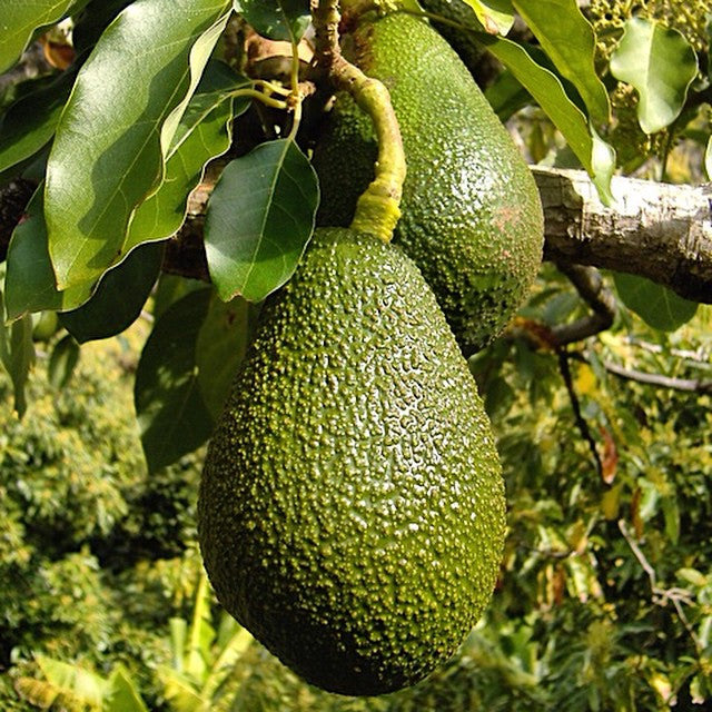 Avocados on the farm too 