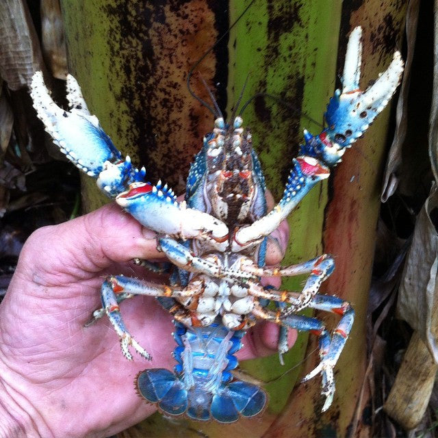 rain forest Crayfish