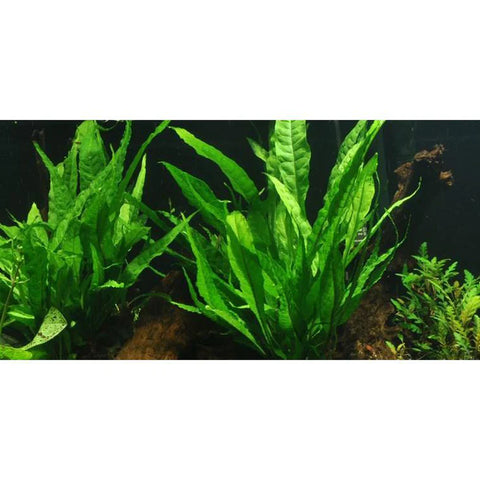 Broad Leaf Java Fern