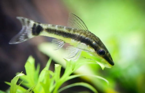 Sera Flora Nature Flake - Tropical Freshwater Fish For Sale Online - The  Wet Spot Tropical Fish