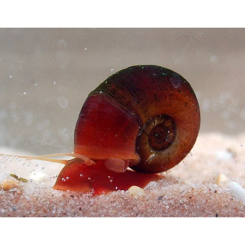 Ramshorn Snail 