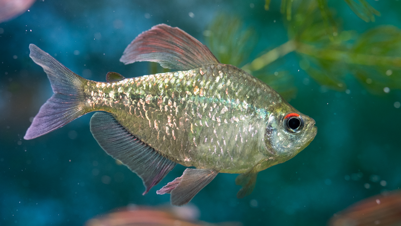 Moenkhausia pittieri - Diamond Tetra