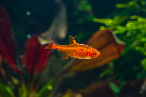 Ember Tetra Tropical FIsh 