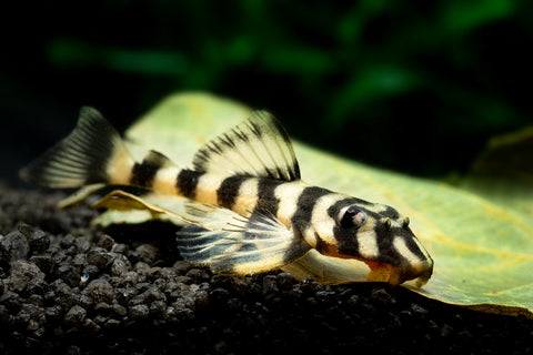 L168 Butterfly Pleco