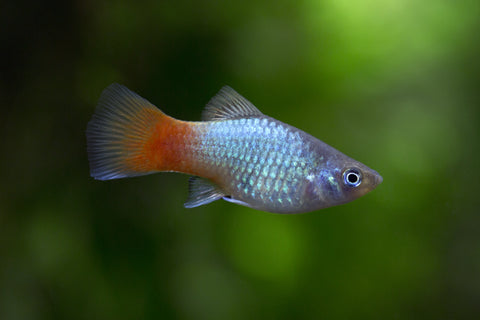 Blue Coral Platy Tropical Fish 