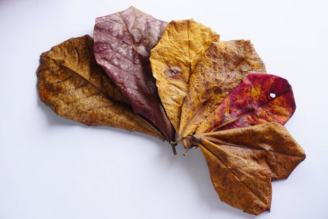 Catappa leaves for aquarium use