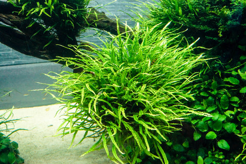 Needle Leaf Java Fern