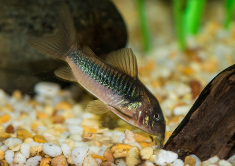 Bronze Corydoras 