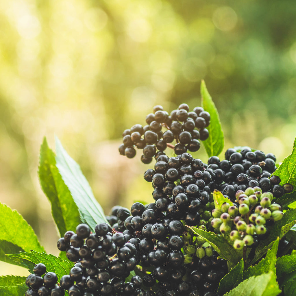 elderberry 