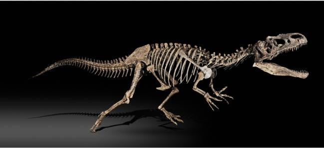 Allosaurus skeleton 