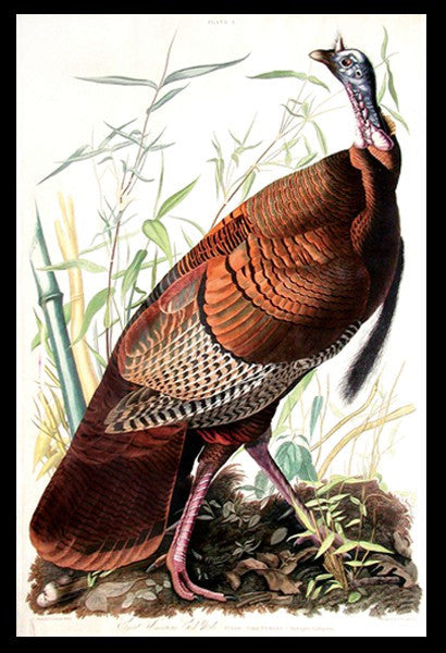 Audubon Male Turkey 