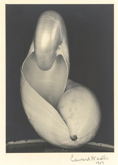 Edward Weston Two Shells 