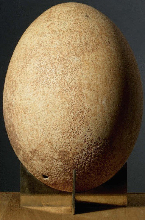 Elephant bird egg extinct fossil 