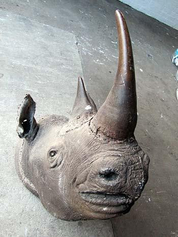 Rhino head 