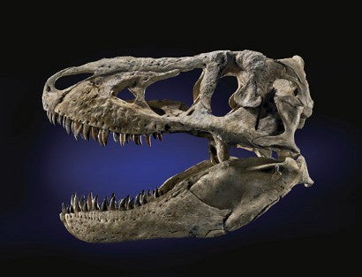 T bataar dinosaur skull 