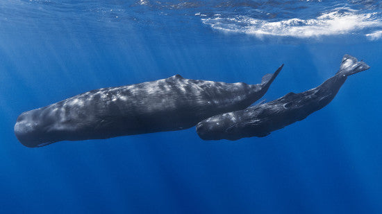 Ambergris sperm whale 