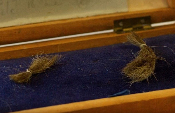 Two locks of King Charles I's beard hair