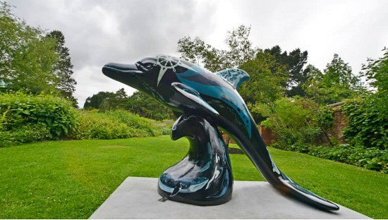 dolphins Aberdeen 