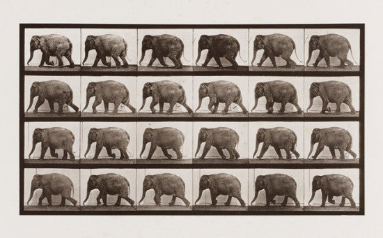 eadweard muybridge elephant 