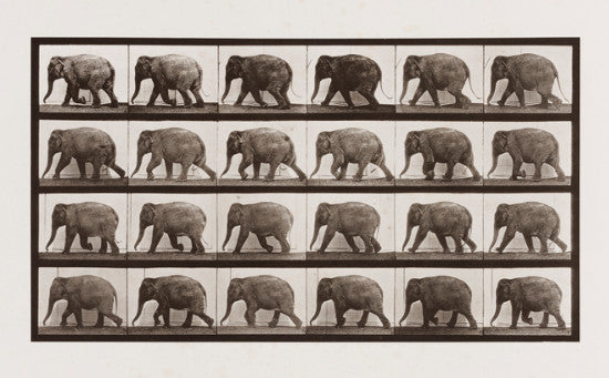 Eadweard Muybridge elephant 