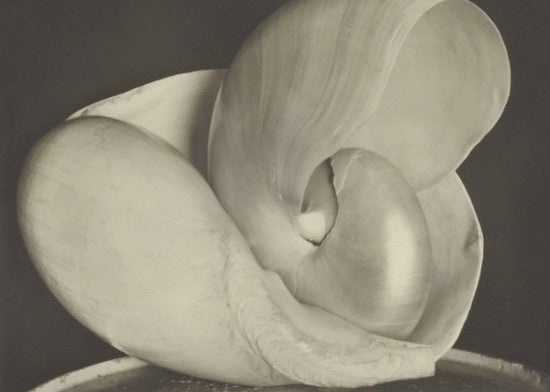 Edward Weston Shells 